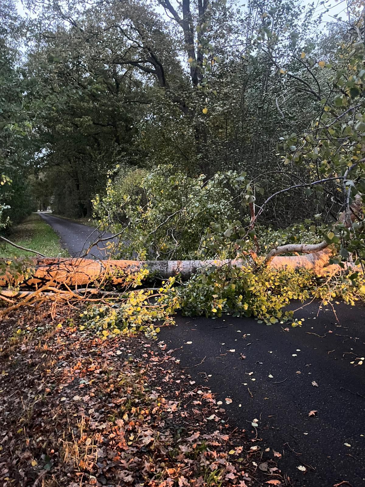 Baum blockiert Straße