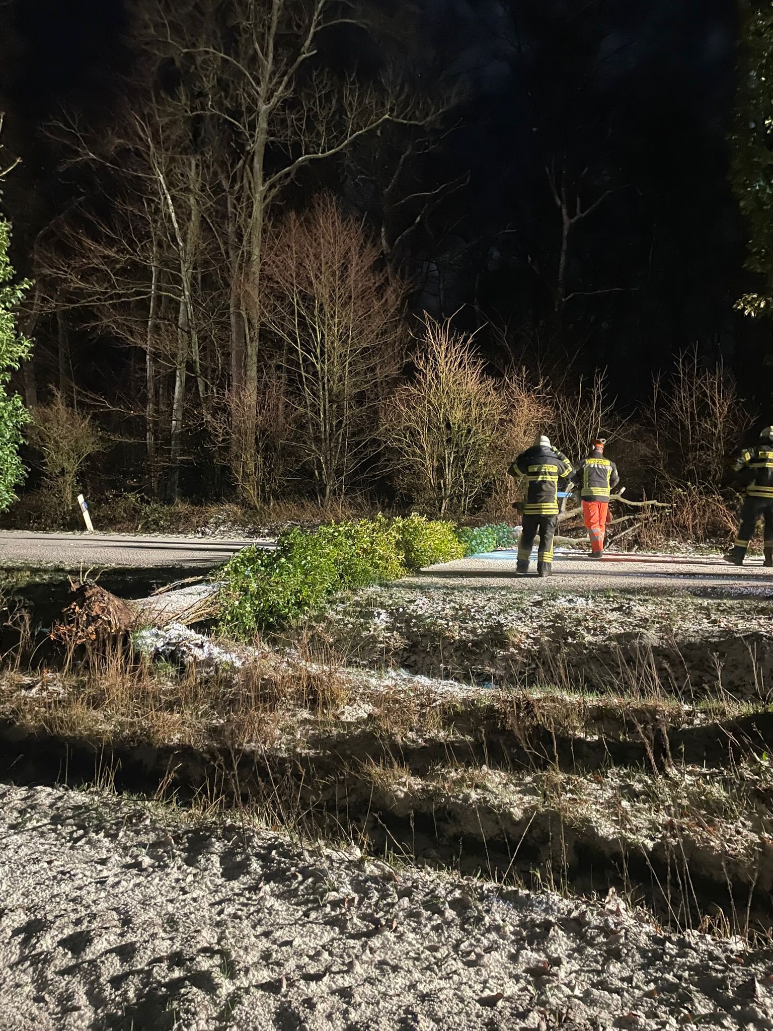 Baum auf Straße - Bild 3