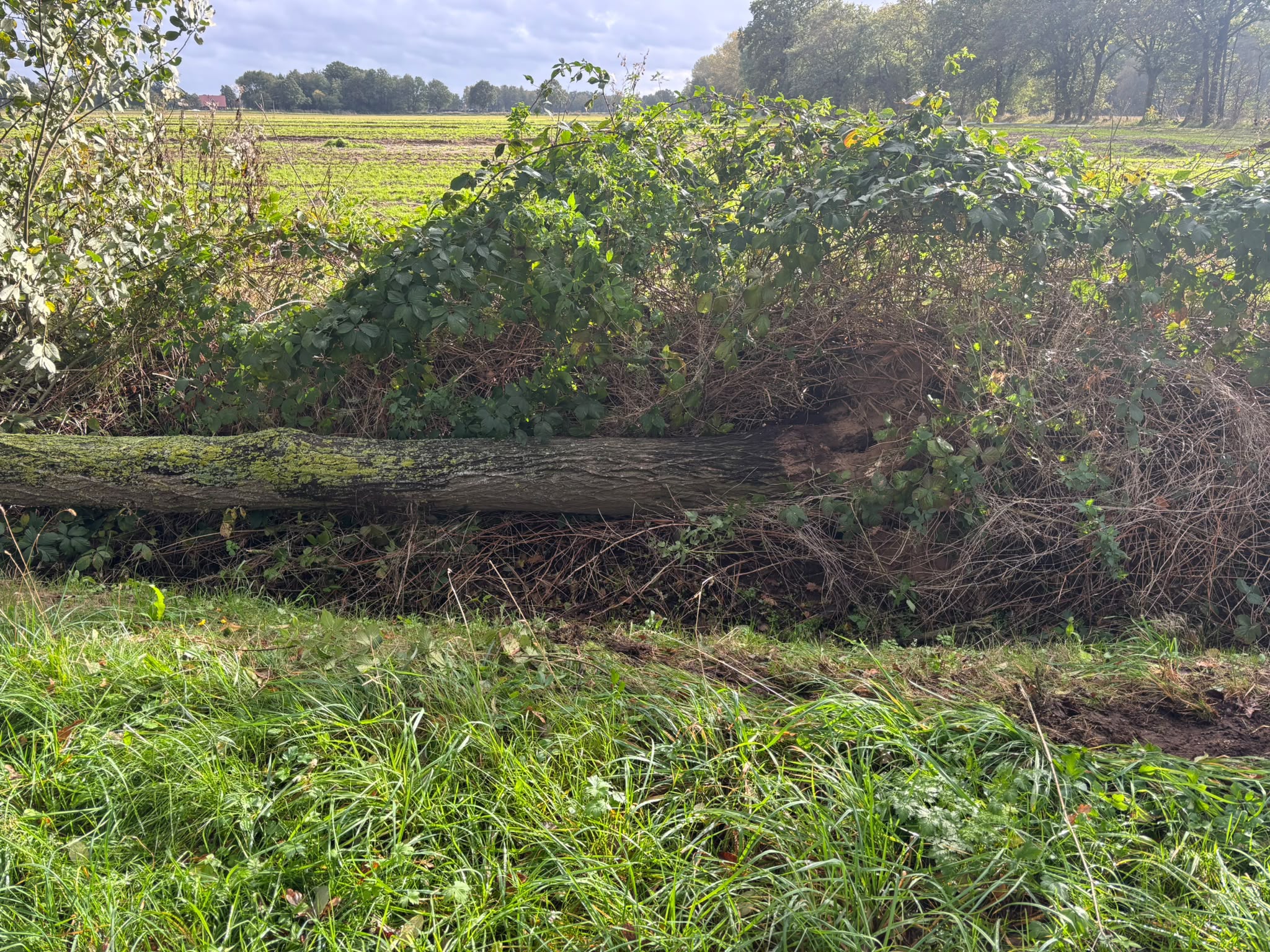 Umgestürzten Baum Landsherrenweg 1