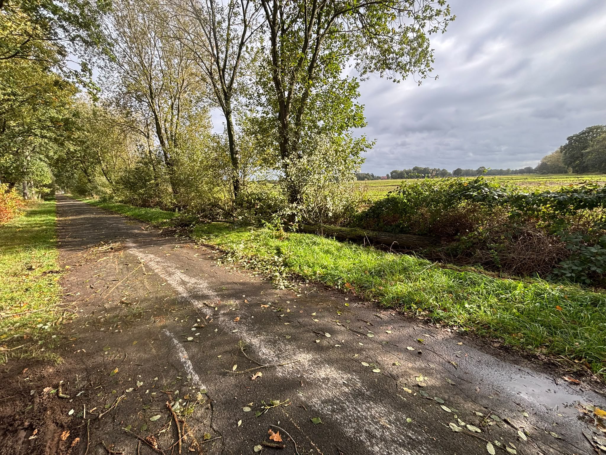 Umgestürzten Baum Landsherrenweg 2